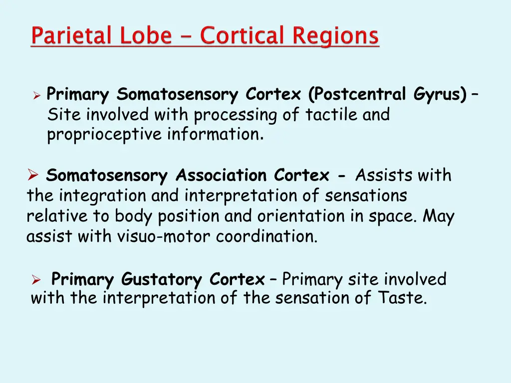primary somatosensory cortex postcentral gyrus