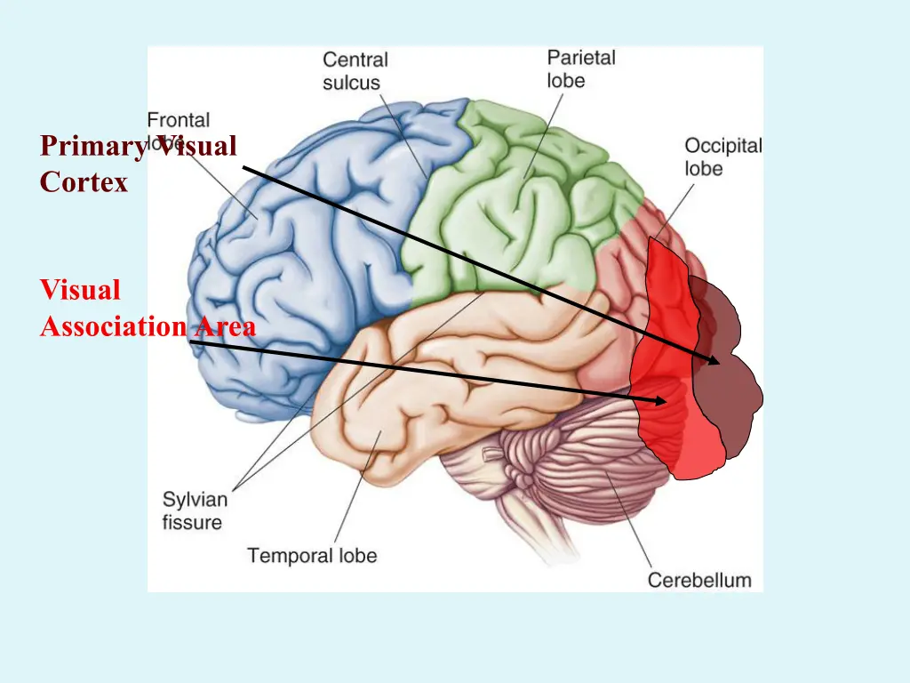 primary visual cortex