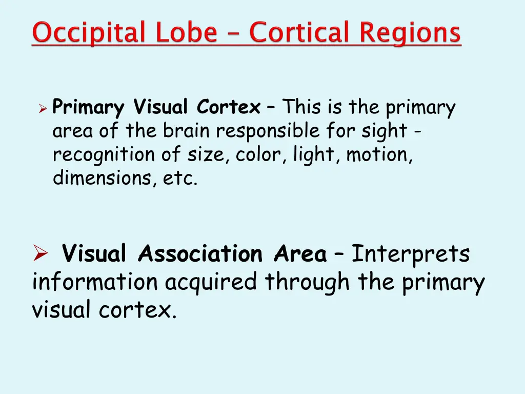 primary visual cortex this is the primary area