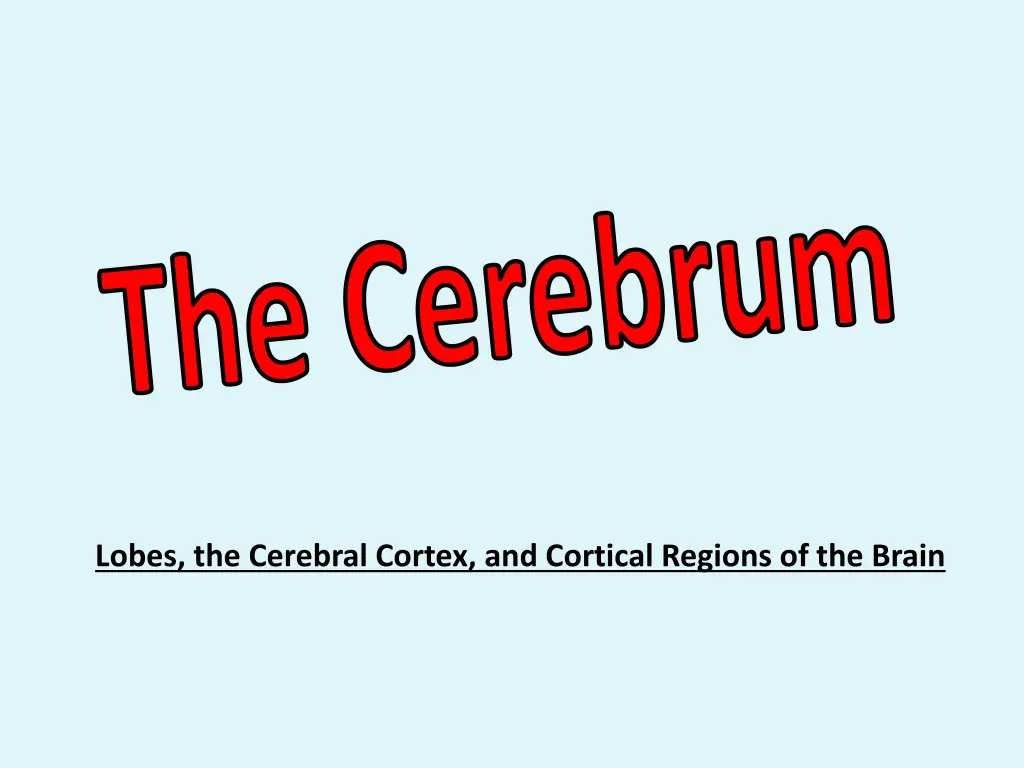 the cerebrum