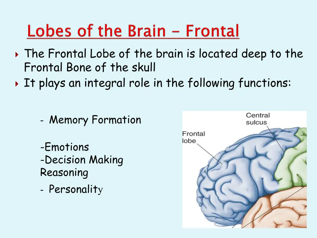 the frontal lobe of the brain is located deep