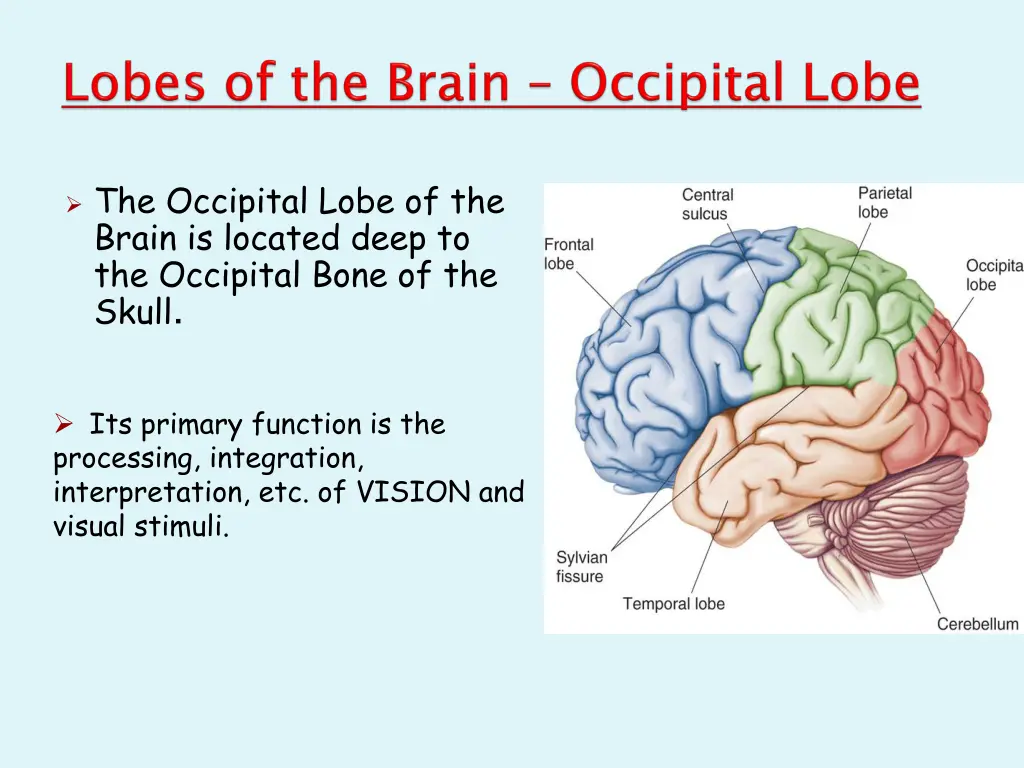 the occipital lobe of the brain is located deep