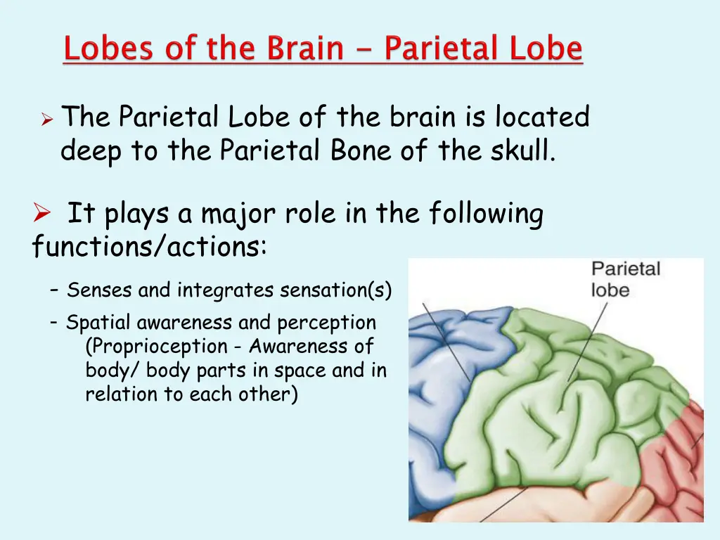 the parietal lobe of the brain is located deep