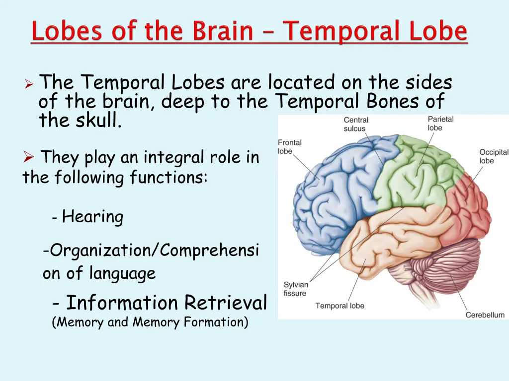 the temporal lobes are located on the sides