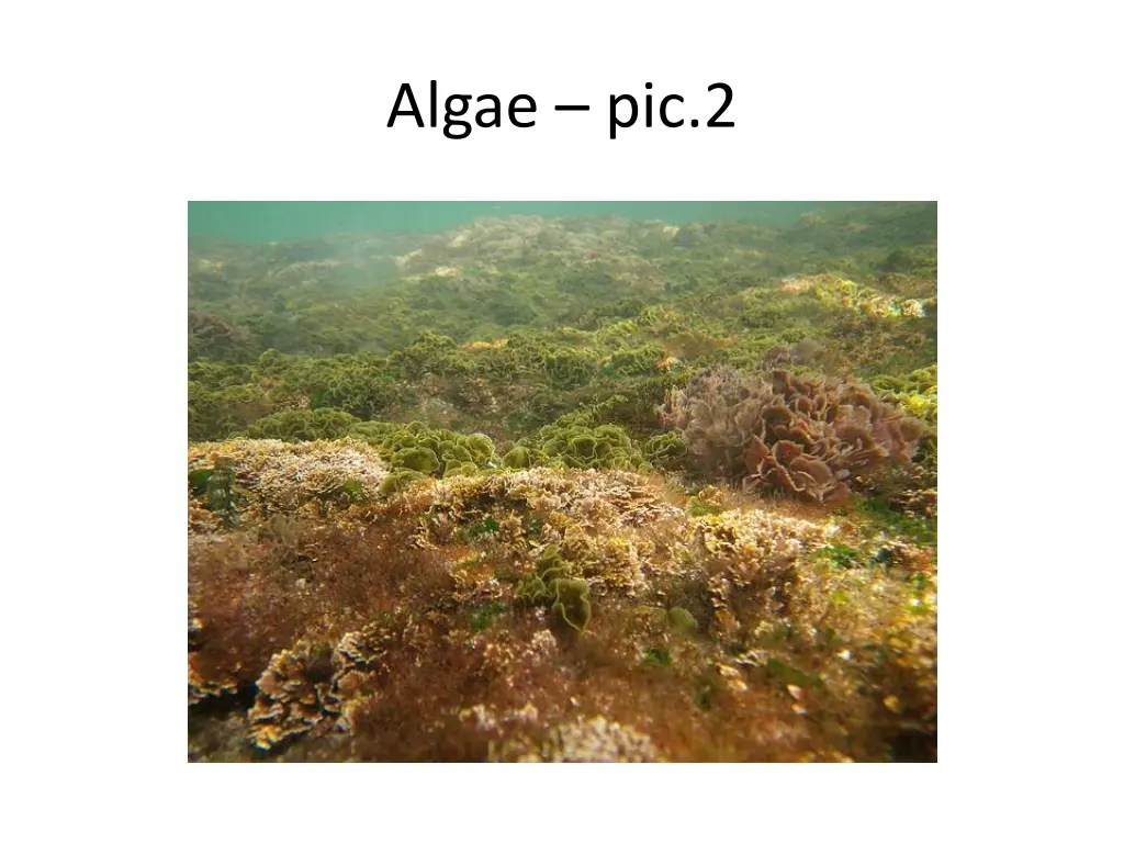 algae pic 2