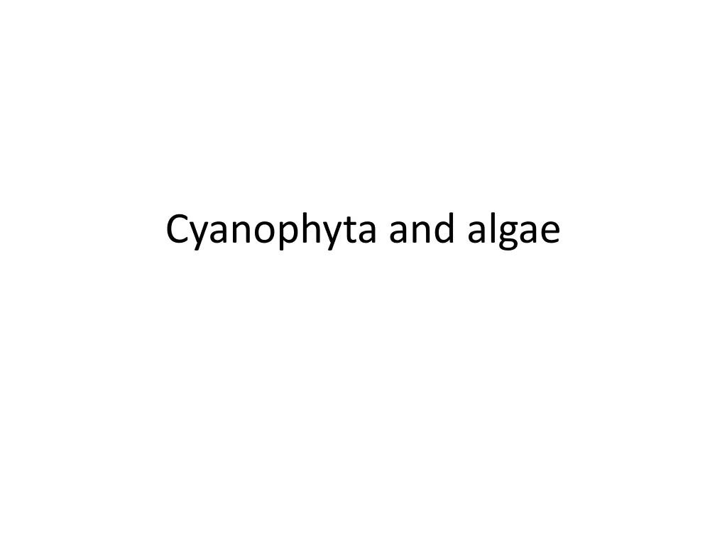 cyanophyta and algae