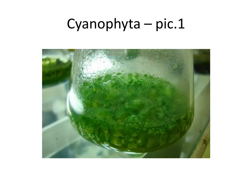 cyanophyta pic 1