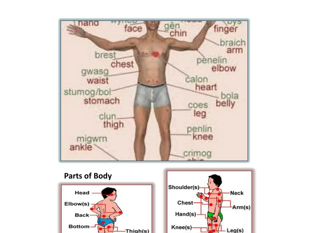 parts of body