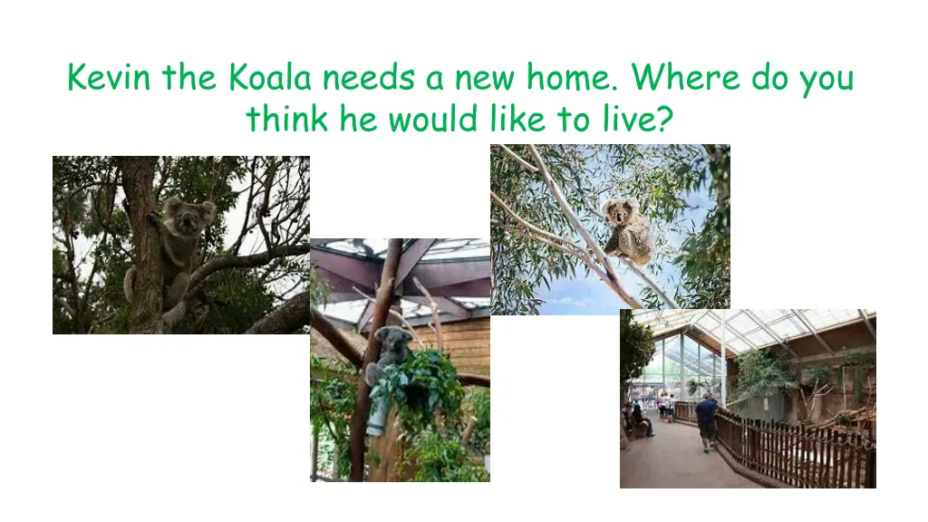 kevin the koala needs a new home where