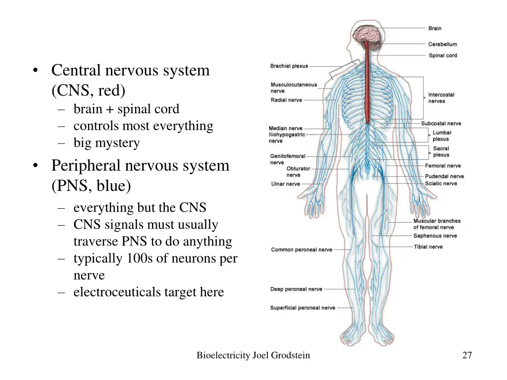 central nervous system cns red brain spinal cord