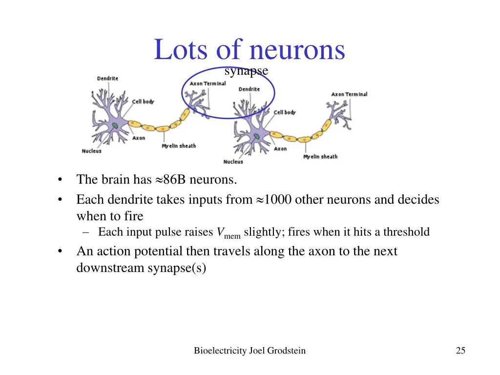 lots of neurons synapse