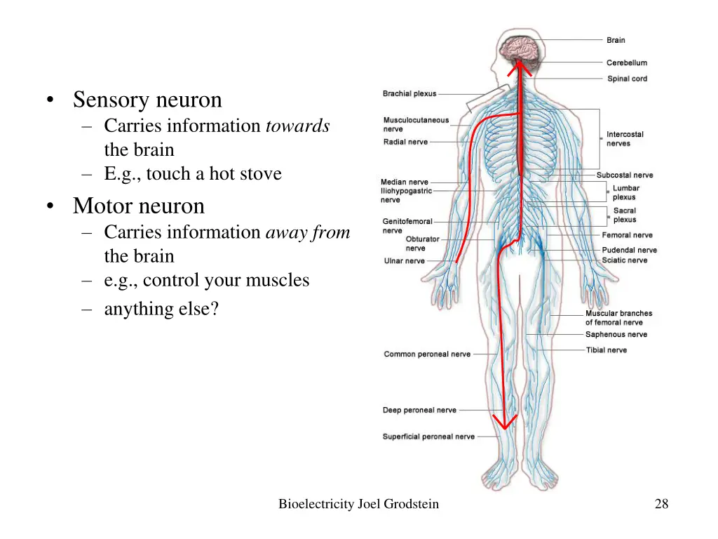 sensory neuron carries information towards