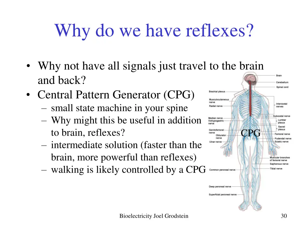 why do we have reflexes