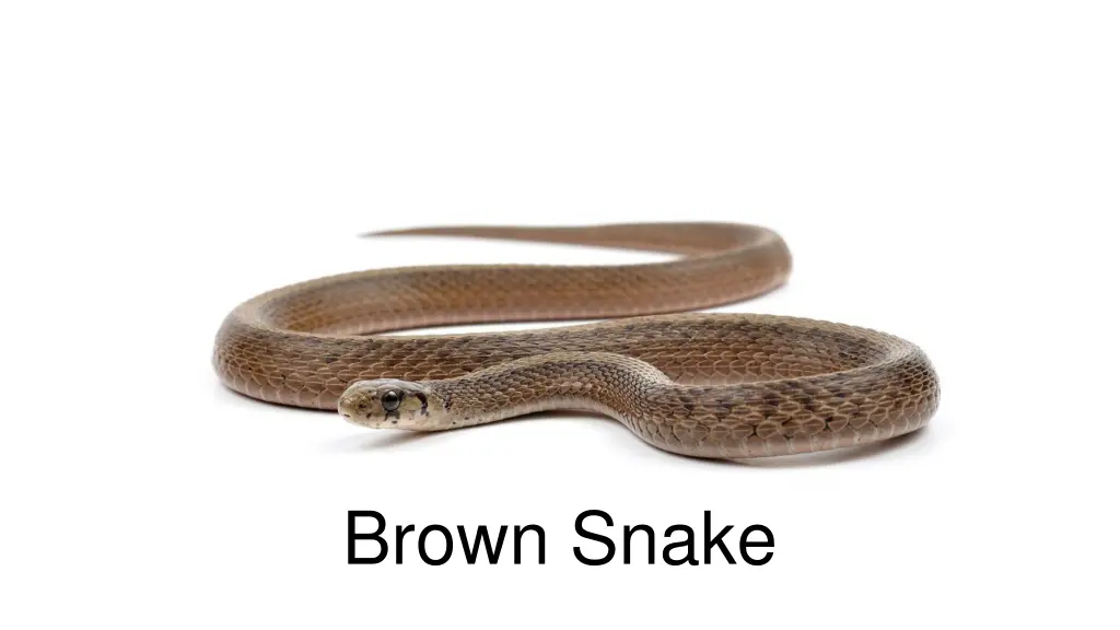brown snake