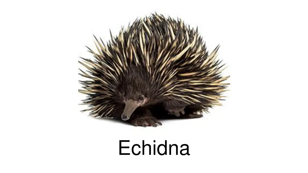 echidna