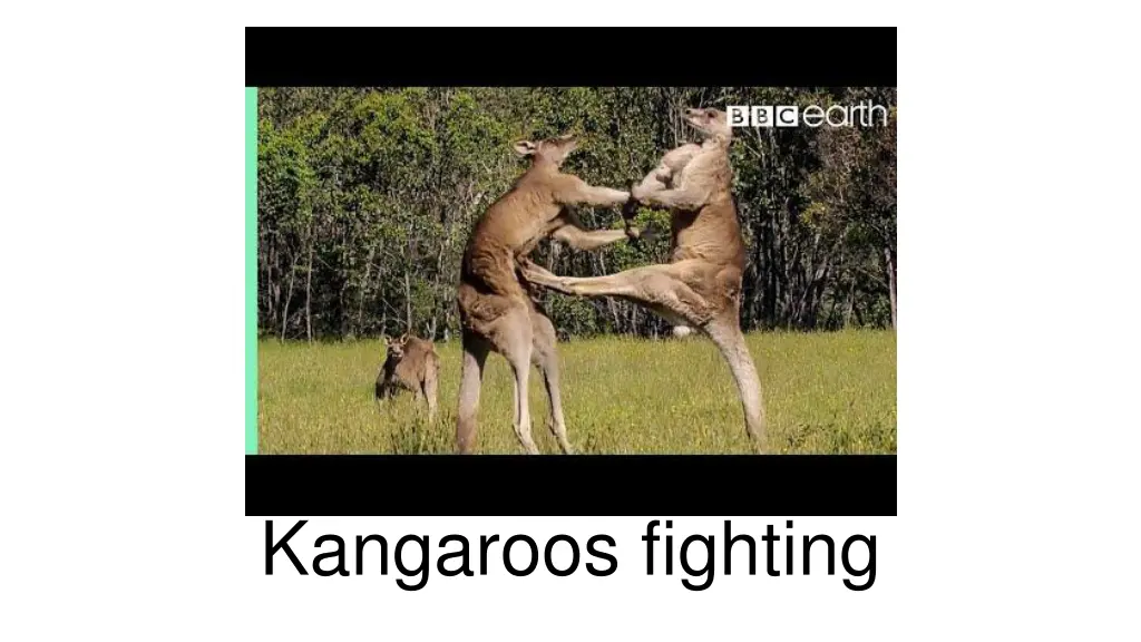 kangaroo boxing fight life story bbc earth