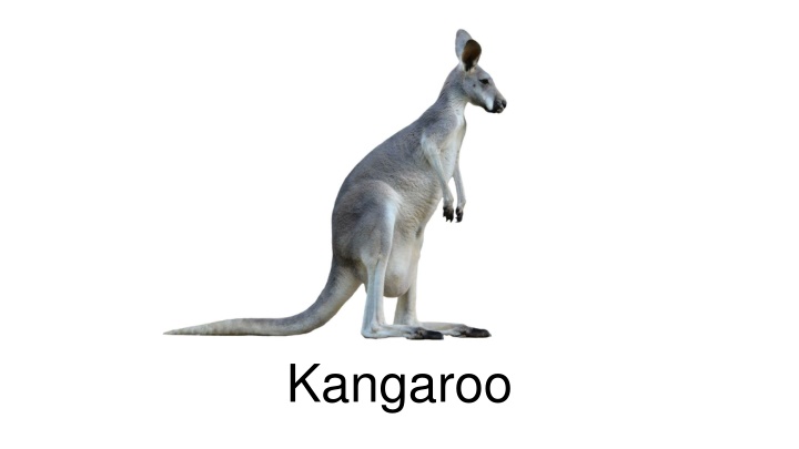 kangaroo