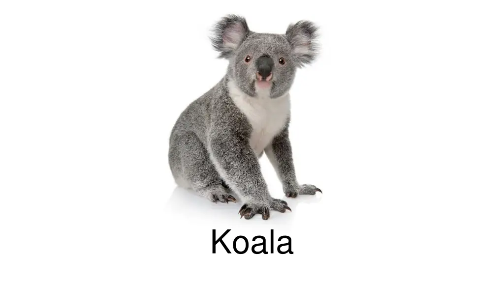 koala