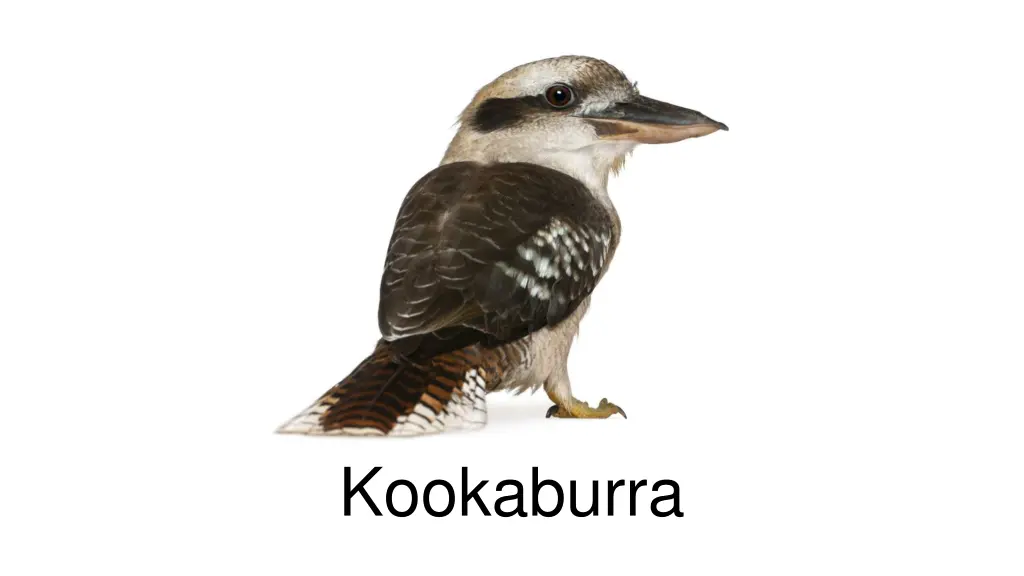 kookaburra