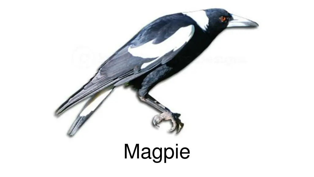 magpie
