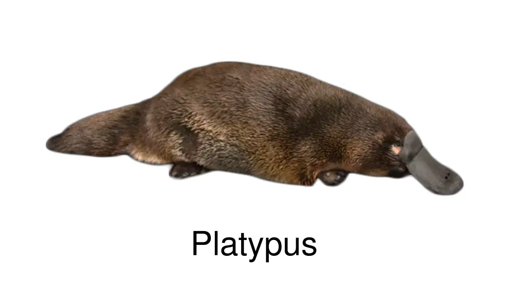 platypus