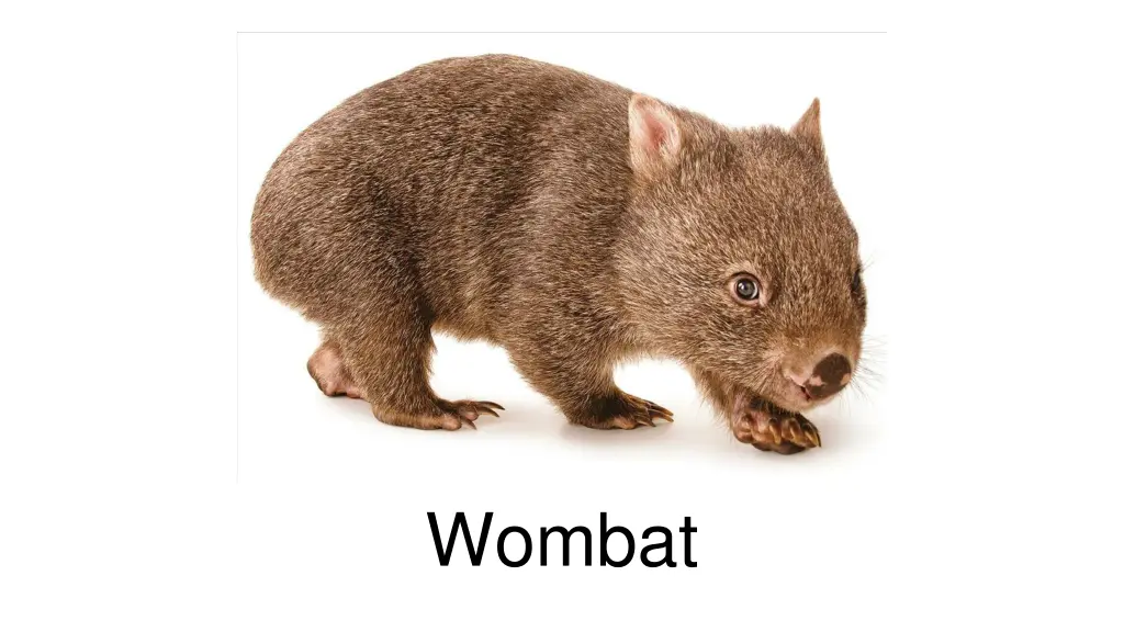 wombat
