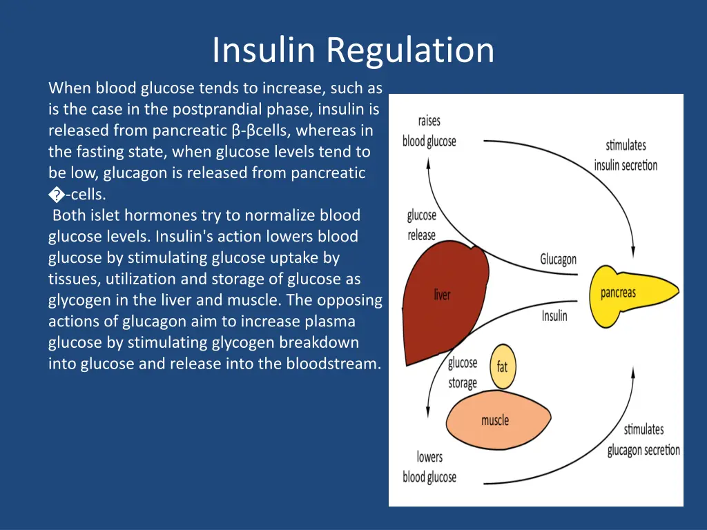 insulin regulation
