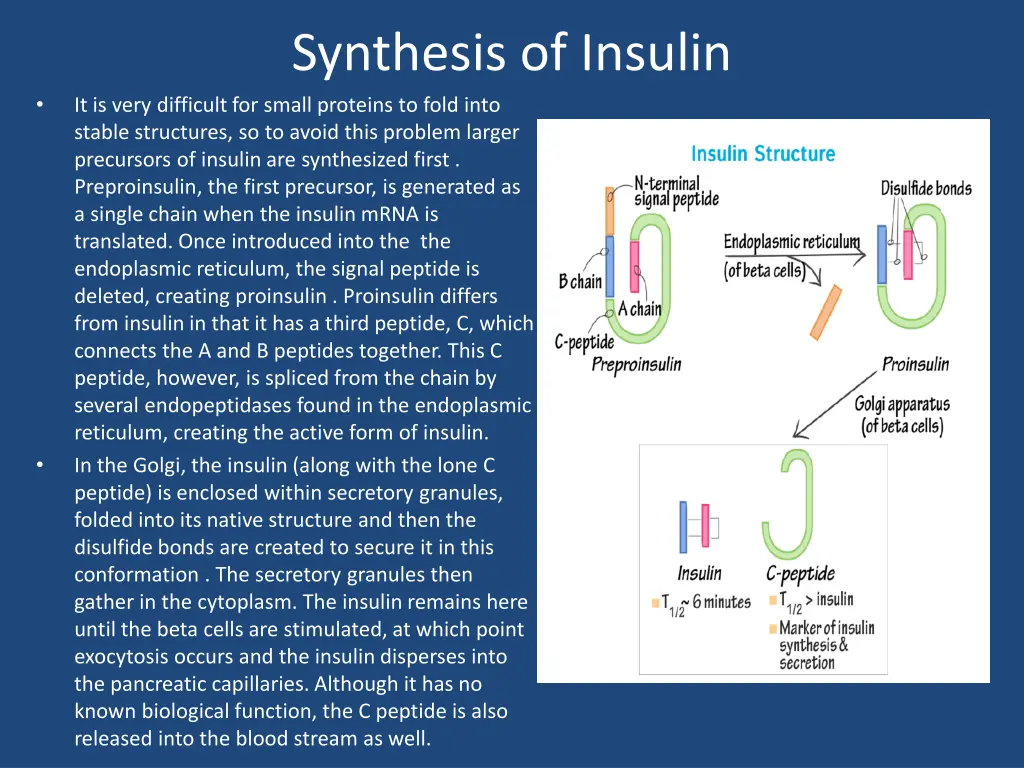 synthesis of insulin it is very difficult
