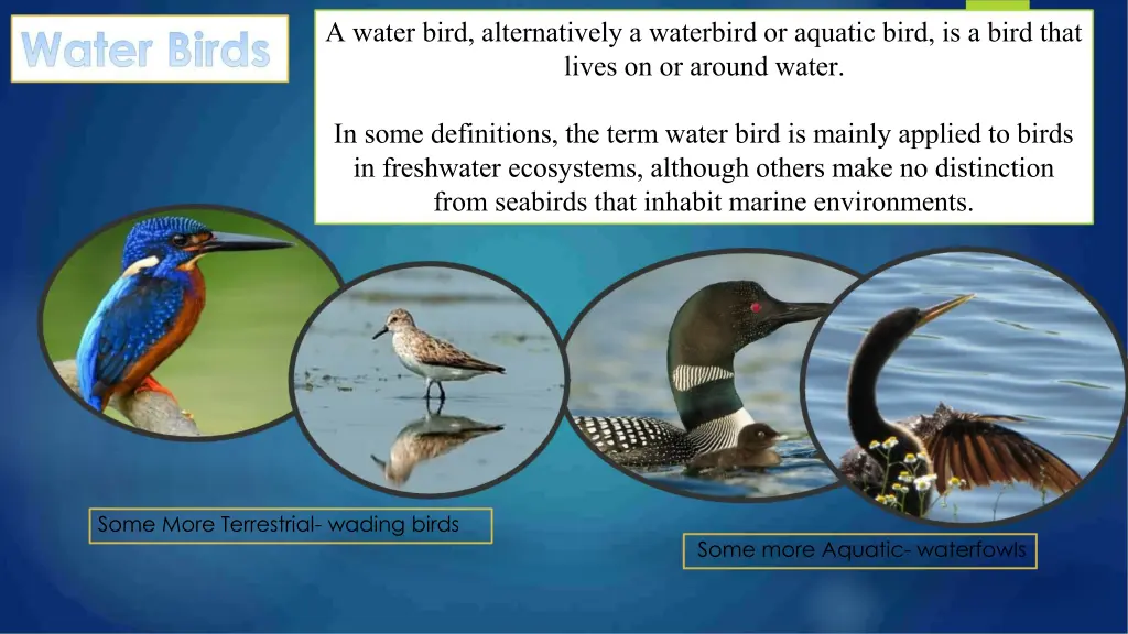 a water bird alternatively a waterbird or aquatic