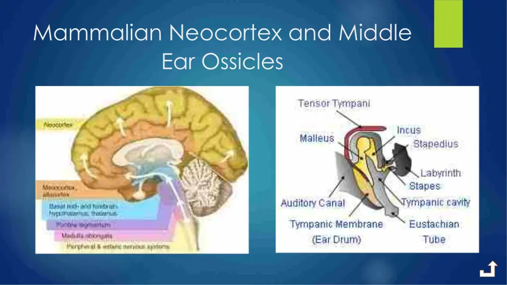 mammalian neocortex and middle ear ossicles