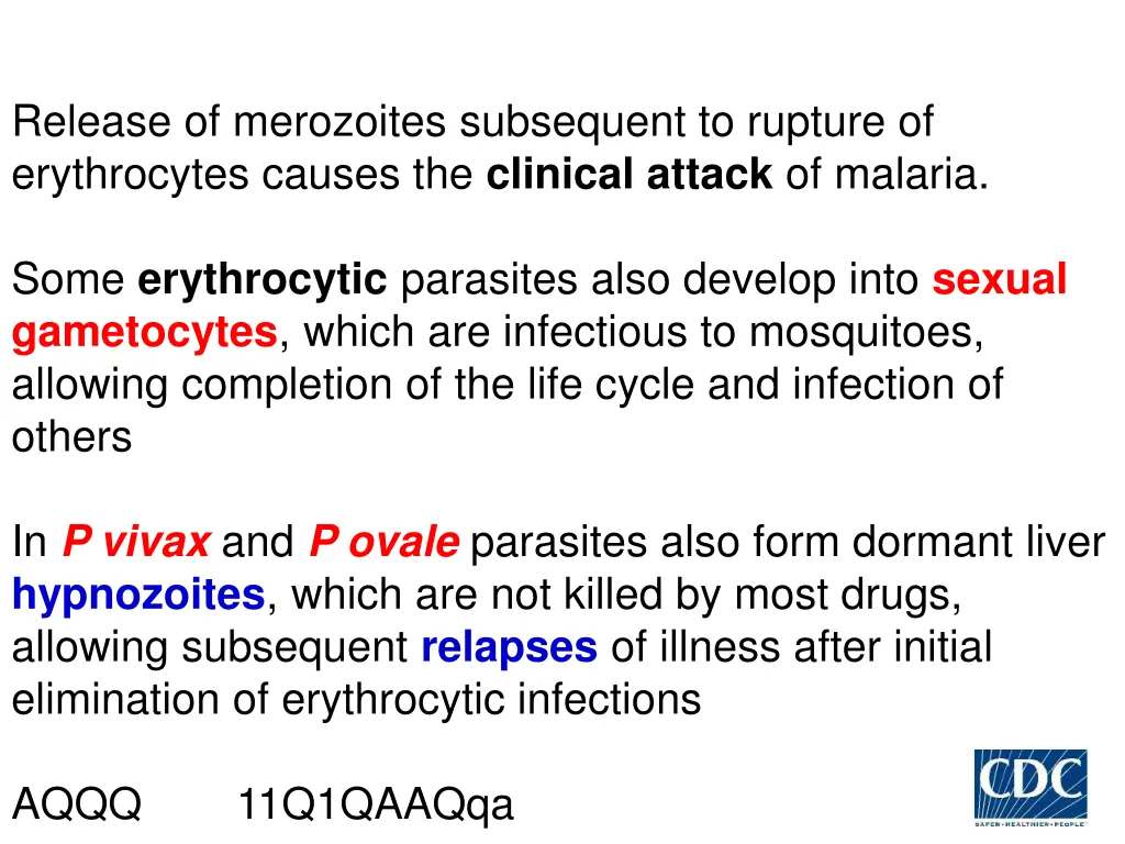 release of merozoites subsequent to rupture