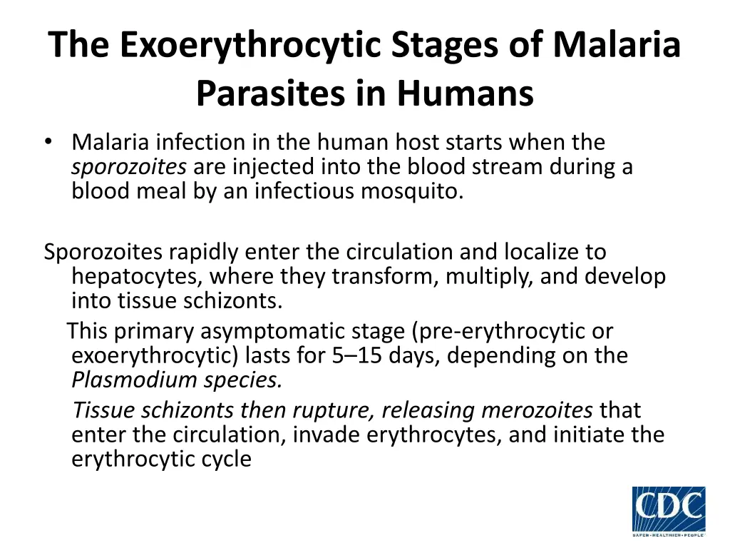 the exoerythrocytic stages of malaria parasites