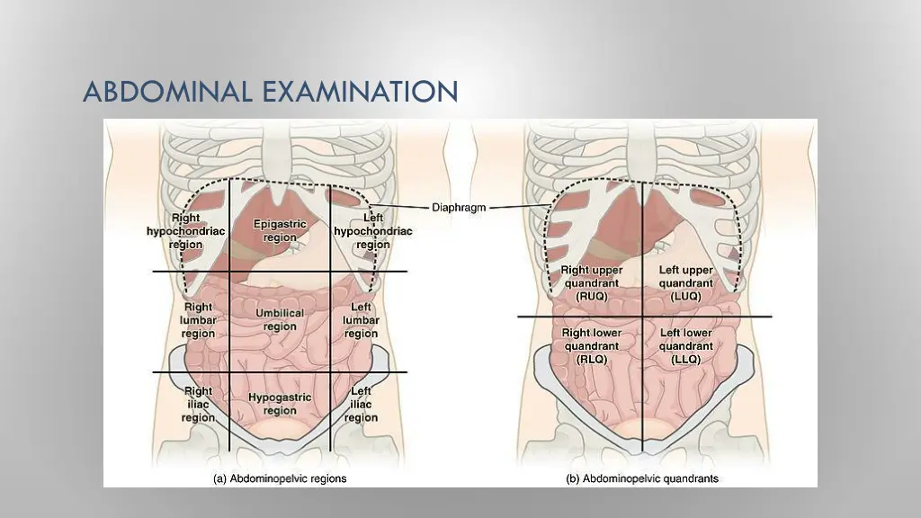 abdominal examination 2