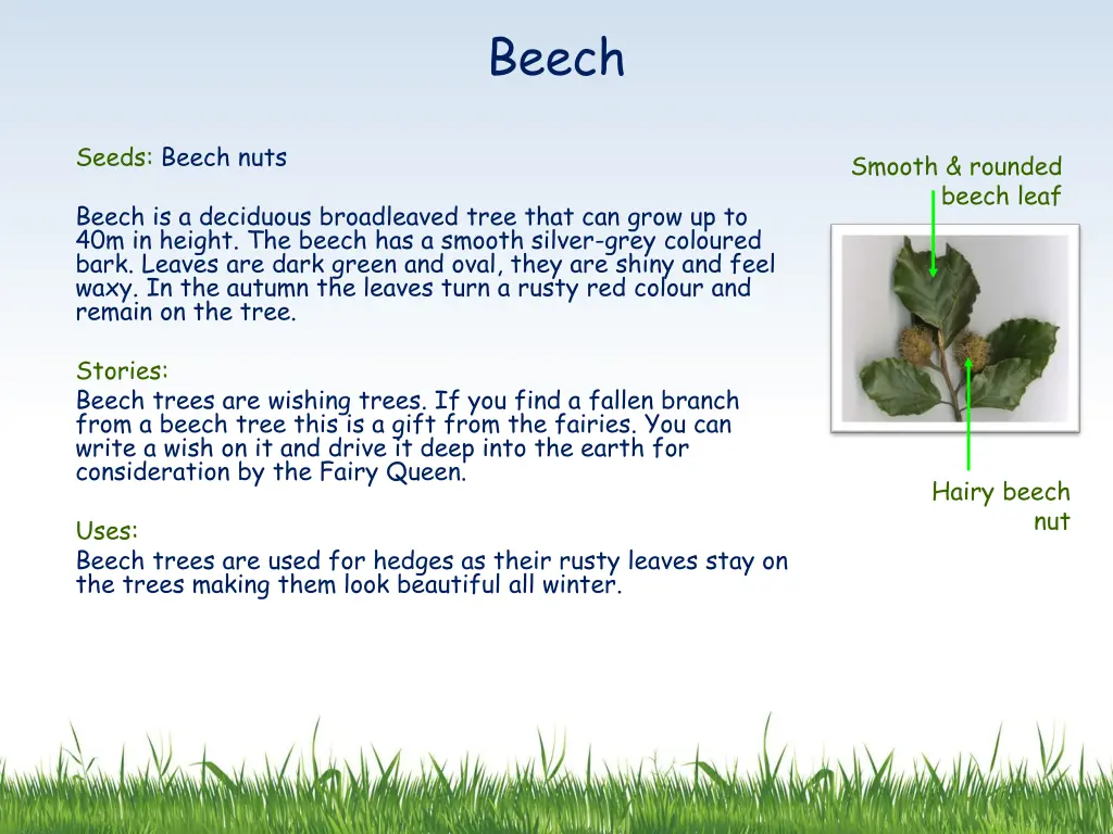 beech
