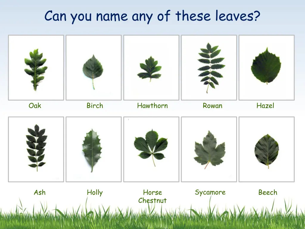 can you name any of these leaves