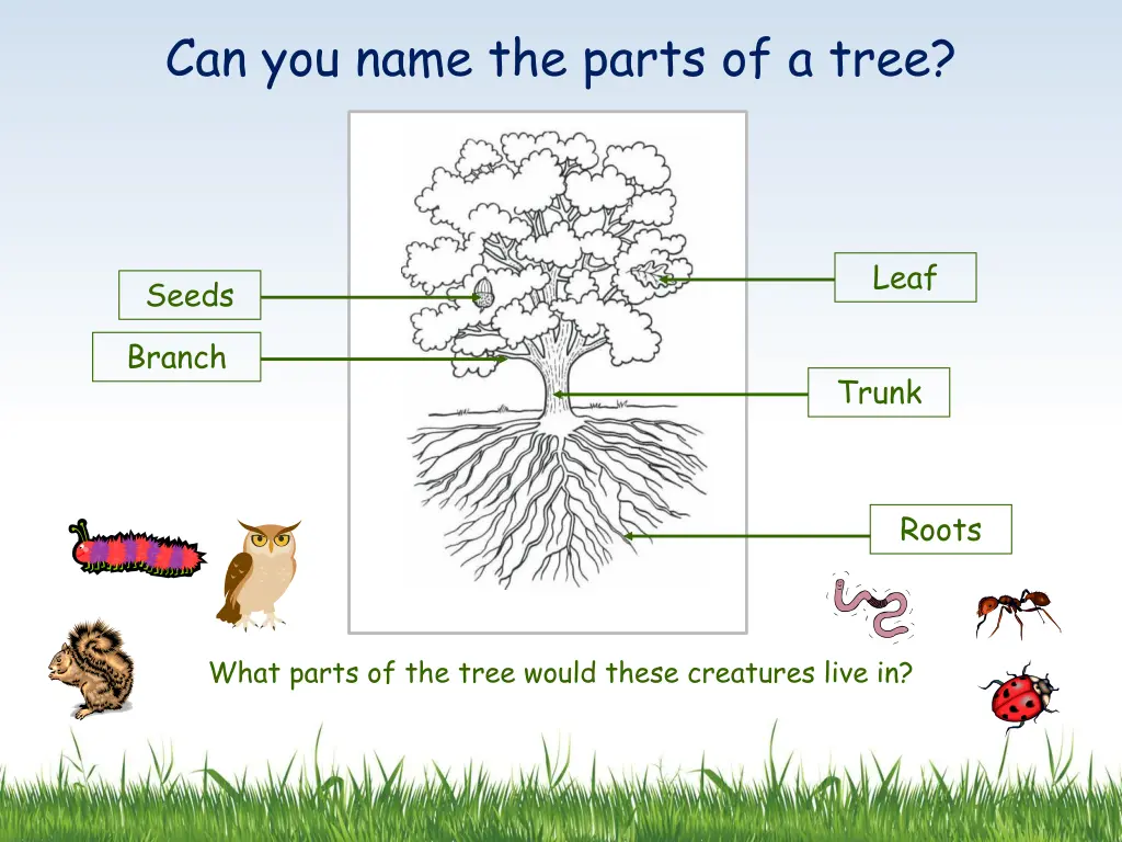 can you name the parts of a tree