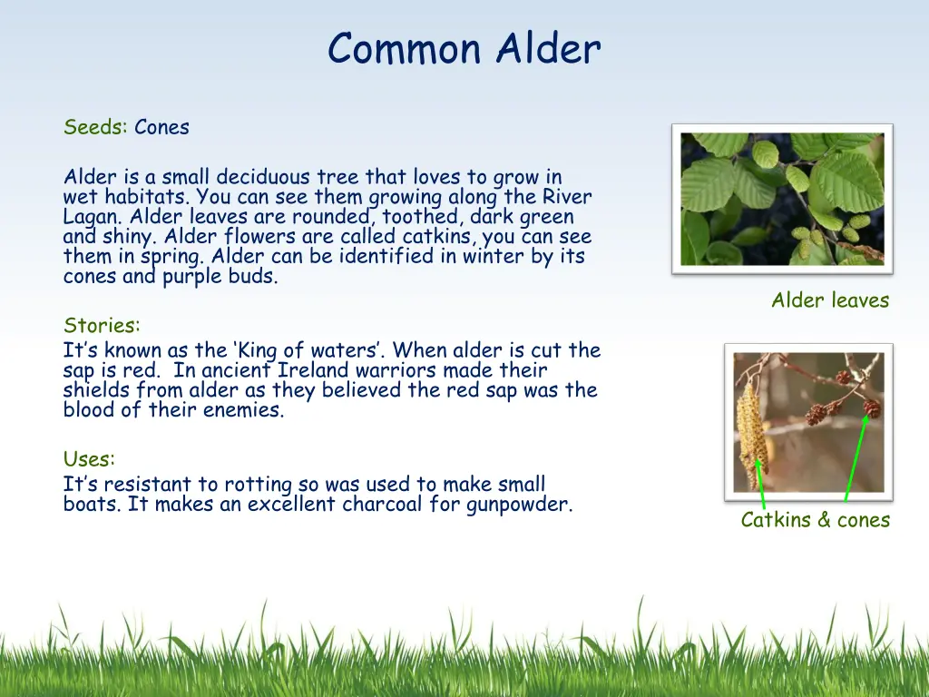 common alder