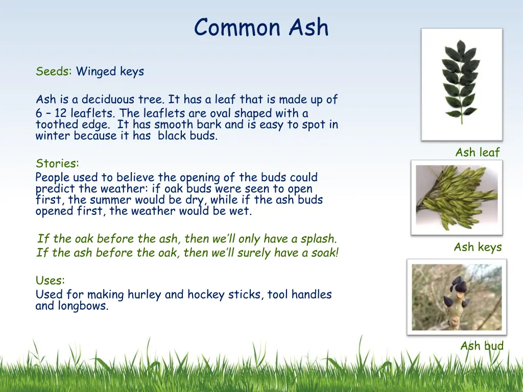 common ash