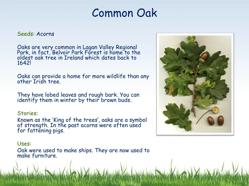 common oak