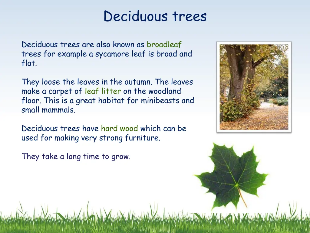 deciduous trees