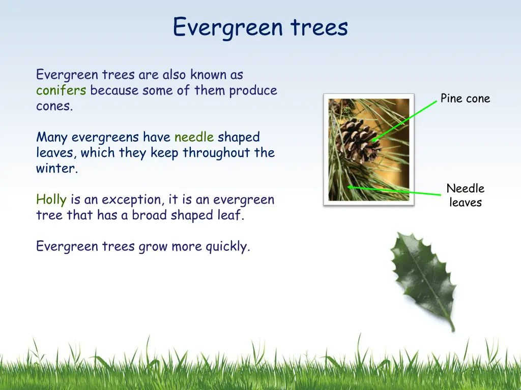 evergreen trees