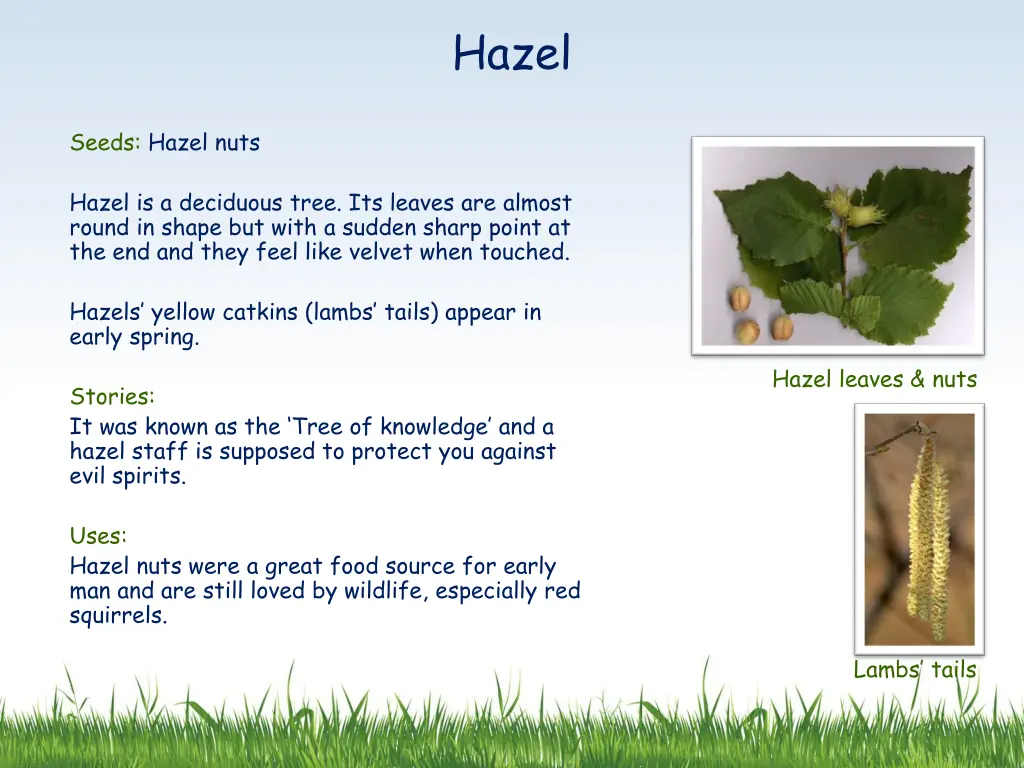 hazel