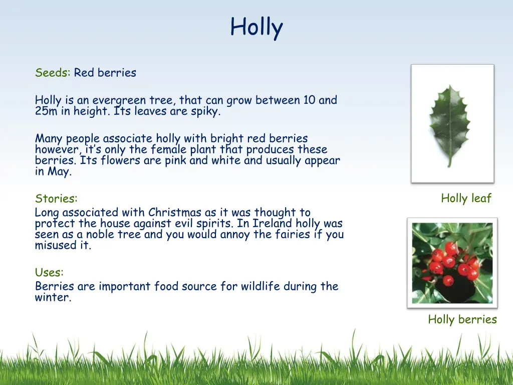holly