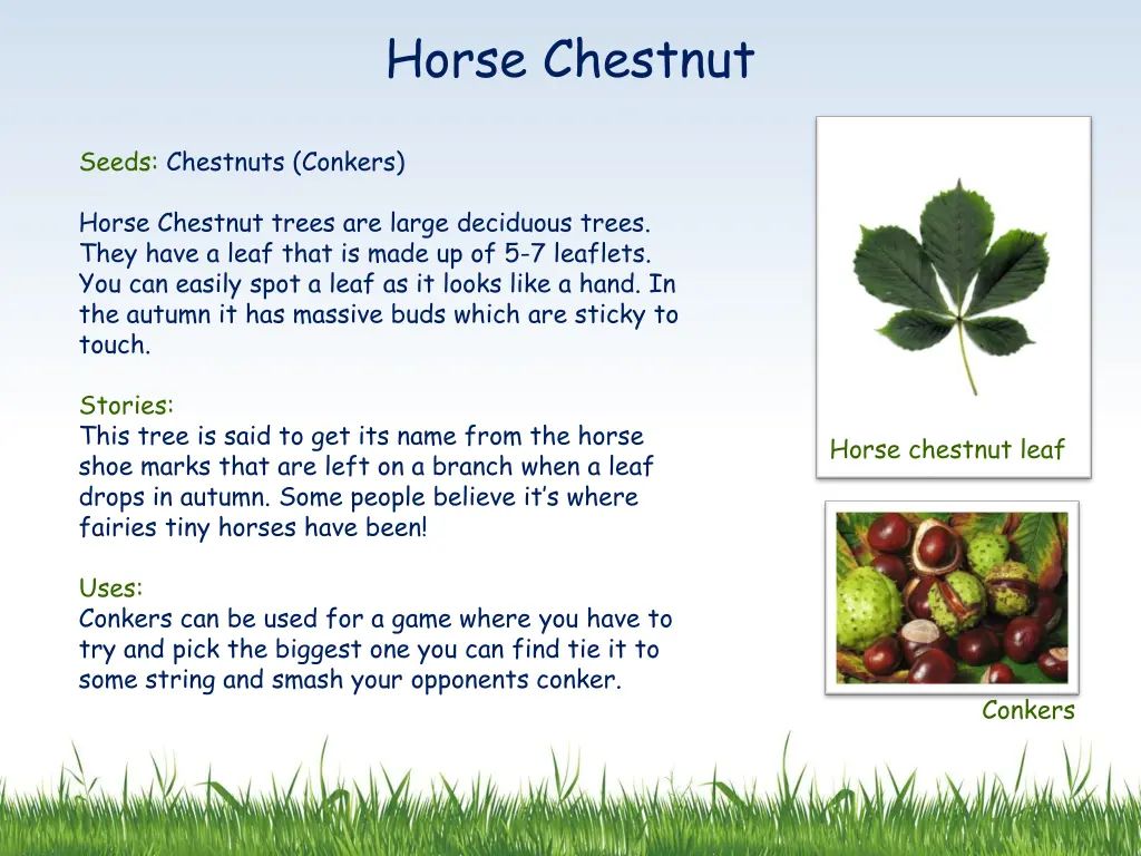 horse chestnut