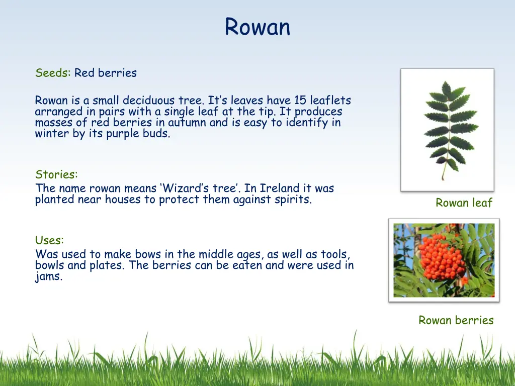 rowan