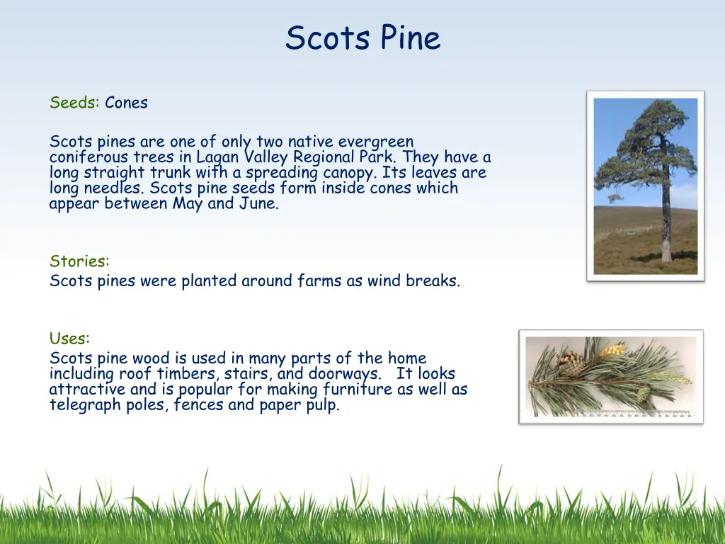 scots pine