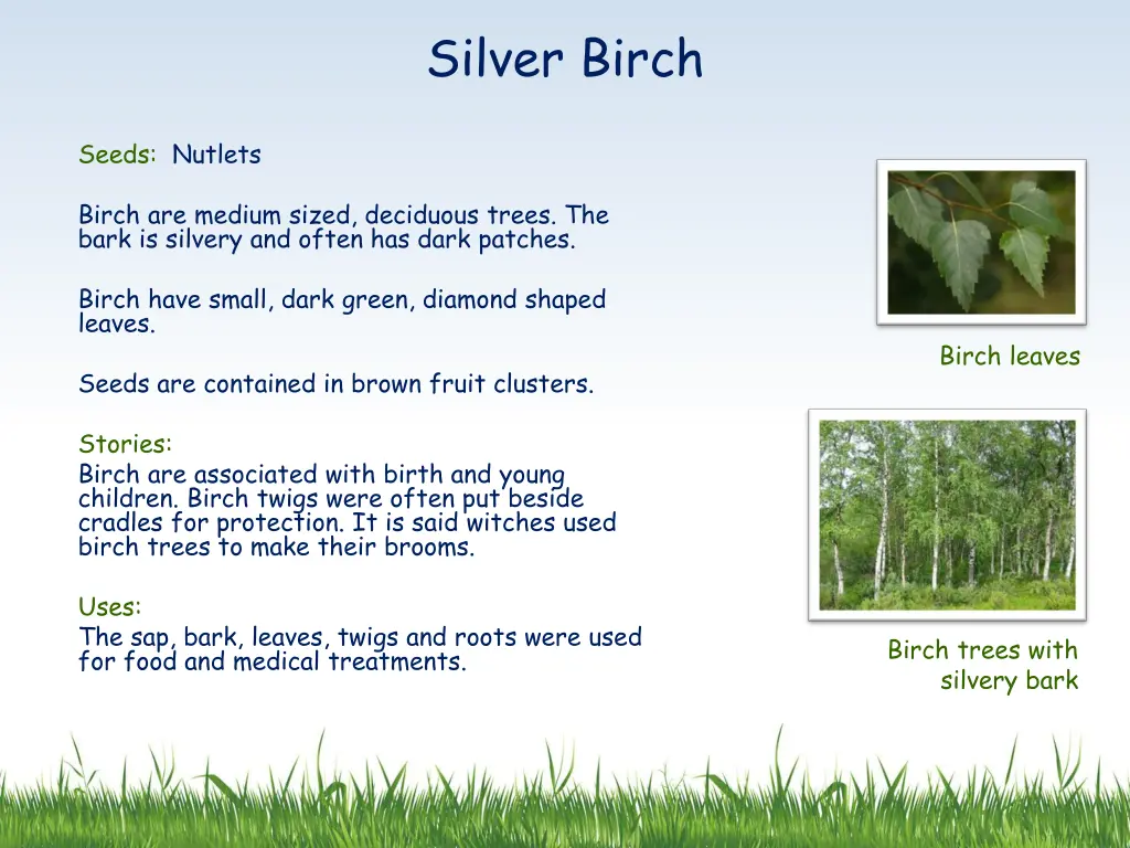 silver birch