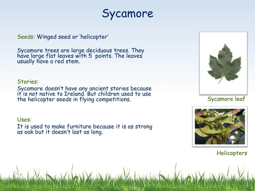sycamore