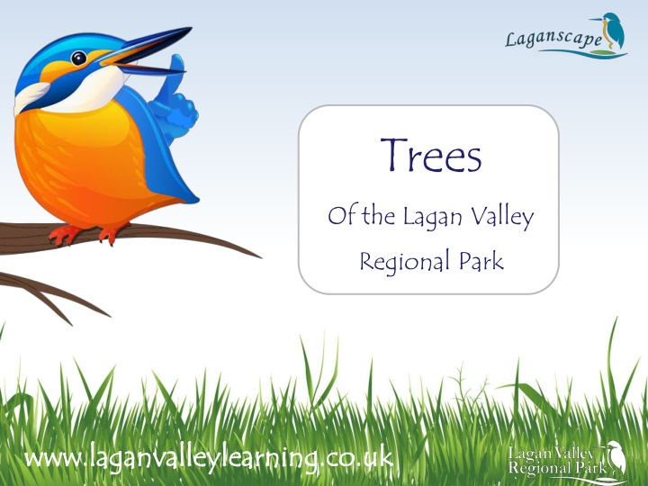 trees of the lagan valley regional park