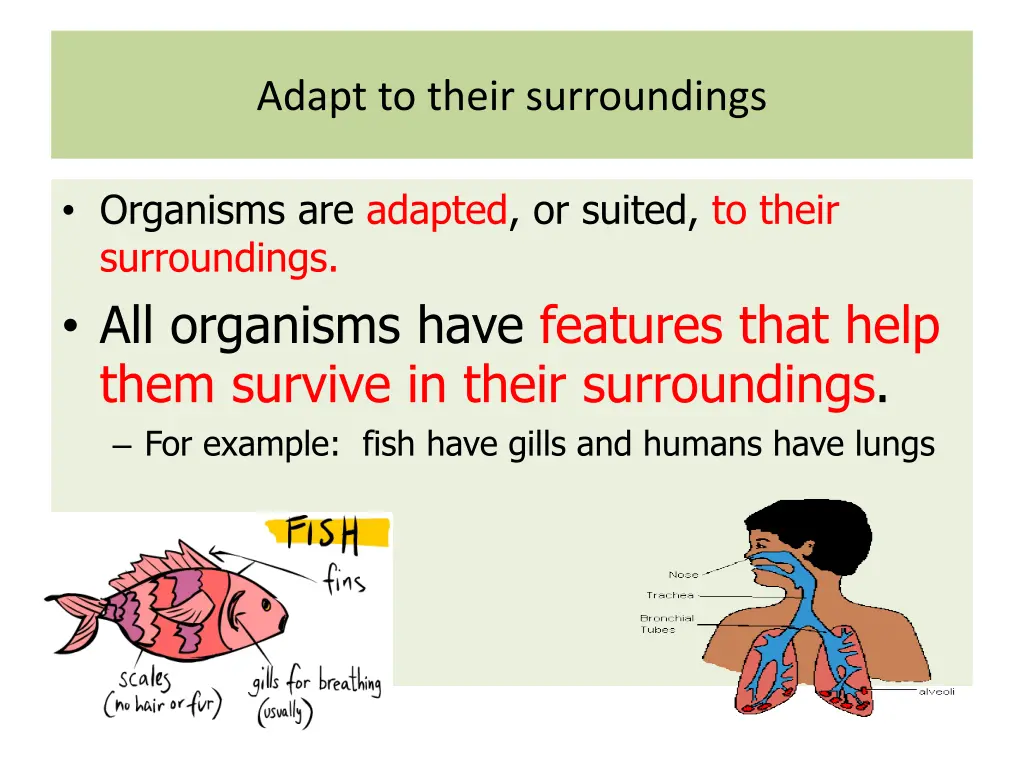 adapt to their surroundings